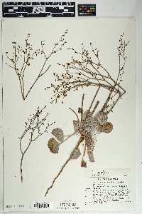 Eriogonum deflexum var. deflexum image