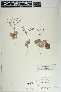 Eriogonum deflexum image