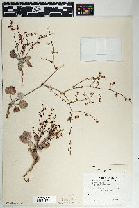 Eriogonum deflexum image