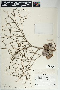 Eriogonum deflexum var. deflexum image