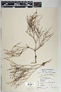 Eriogonum deflexum image