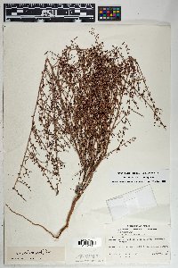 Eriogonum deflexum var. deflexum image