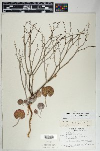 Eriogonum deflexum var. deflexum image