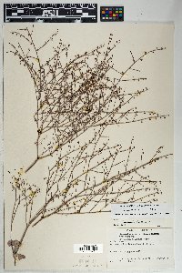 Eriogonum deflexum var. deflexum image
