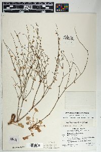 Eriogonum deflexum image