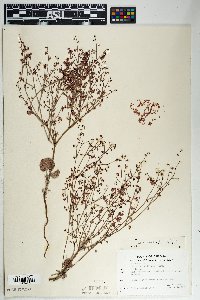 Eriogonum deflexum image