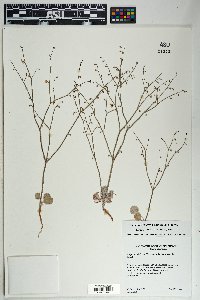 Eriogonum deflexum var. deflexum image
