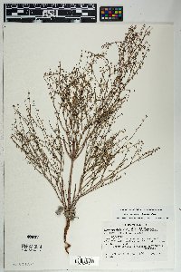 Eriogonum deflexum image