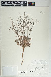 Eriogonum deflexum image