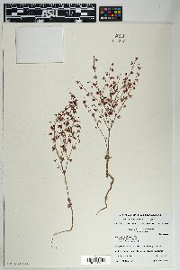 Eriogonum deflexum image