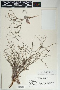 Eriogonum deflexum image