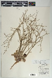 Eriogonum deflexum image