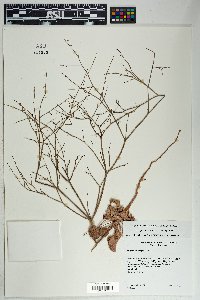 Eriogonum deflexum image