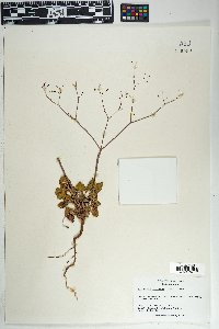 Eriogonum inflatum var. inflatum image