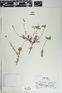 Eriogonum fasciculatum var. polifolium image