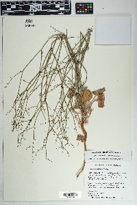 Eriogonum deflexum var. deflexum image