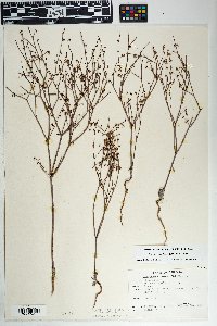 Eriogonum deflexum var. deflexum image