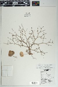 Eriogonum deflexum var. deflexum image