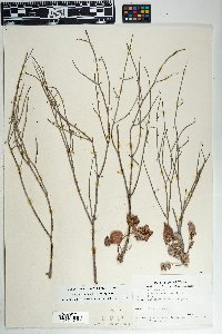 Eriogonum deflexum var. deflexum image