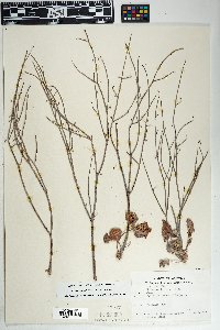 Eriogonum deflexum image