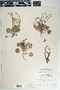 Eriogonum deflexum var. deflexum image