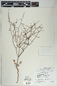 Eriogonum deflexum var. deflexum image