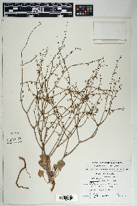 Eriogonum deflexum image