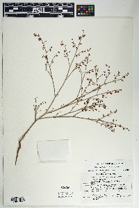 Eriogonum deflexum var. deflexum image