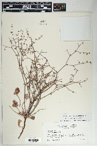 Eriogonum deflexum image
