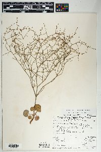 Eriogonum deflexum var. deflexum image
