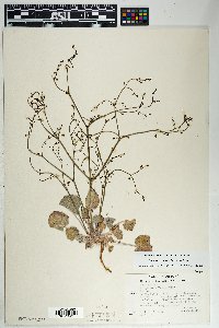 Eriogonum deflexum var. deflexum image
