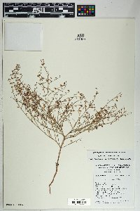 Eriogonum deflexum image