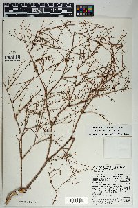 Eriogonum deflexum image