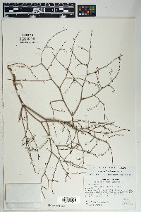 Eriogonum deflexum var. deflexum image