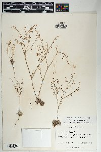 Eriogonum deflexum var. deflexum image