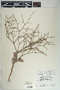 Eriogonum deflexum var. deflexum image