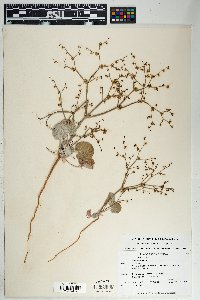 Eriogonum deflexum var. deflexum image
