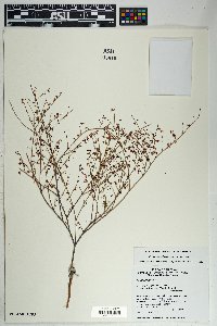 Eriogonum deflexum var. deflexum image