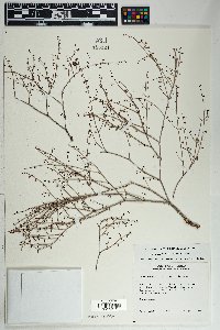Eriogonum deflexum image