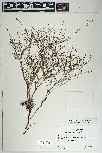 Eriogonum deflexum var. deflexum image