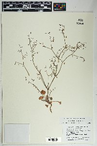Eriogonum deflexum image