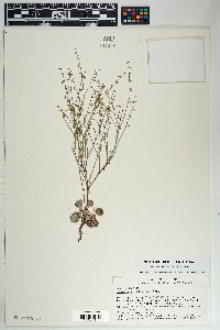 Eriogonum deflexum var. deflexum image