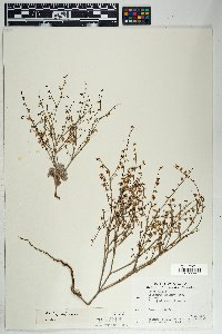 Eriogonum deflexum image