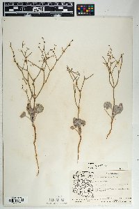 Eriogonum deflexum var. deflexum image