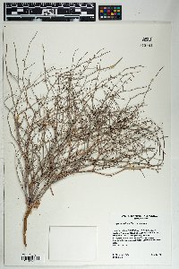 Eriogonum deflexum var. deflexum image