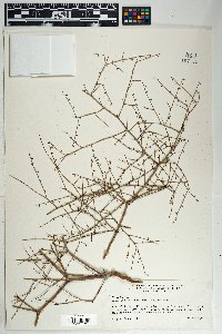 Eriogonum deflexum image