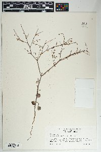 Eriogonum deflexum image