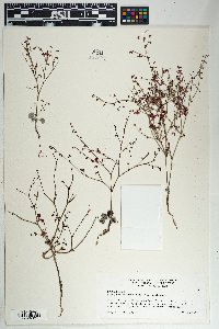 Eriogonum deflexum image