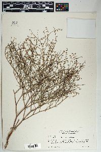 Eriogonum deflexum var. deflexum image
