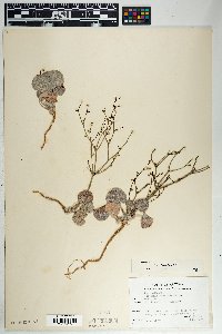 Eriogonum deflexum var. deflexum image